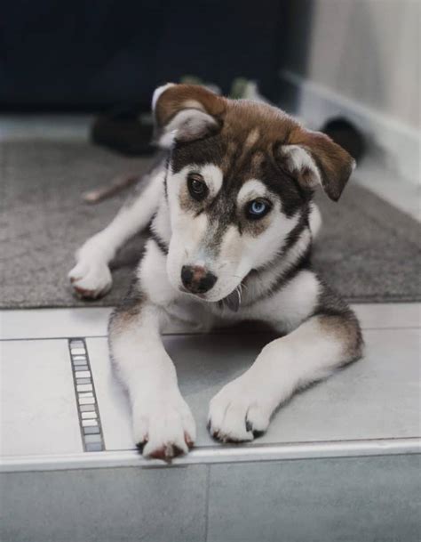 Husky Lab Mix (Labsky) Dog Breed - 15 Things to Know | Your Dog Advisor