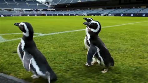 Shedd Aquarium Penguins Waddle Around Soldier Field During Latest Field Trip – NBC Chicago