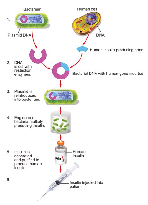 Figure 9.2 The process for making insulin through genetic engineering follows.