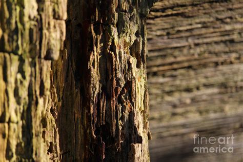 Textured Nature Abstract, Weathered Wood Photograph by Imladris Images - Fine Art America