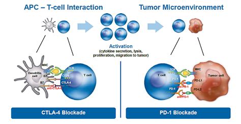 The role of immunotherapy in treating solid cancers | Cancer World Archive