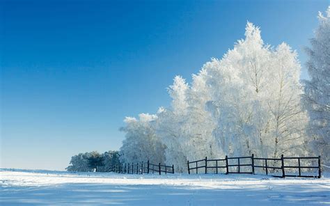 Download Windows 11 4k Winter Trees Wallpaper | Wallpapers.com