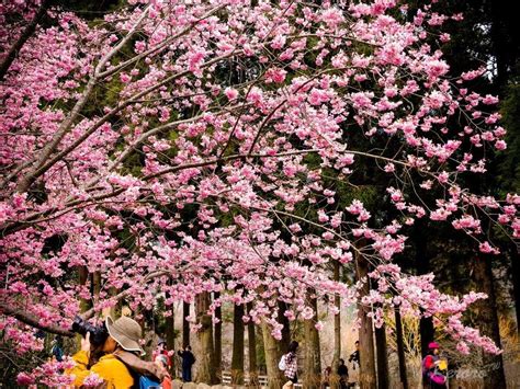 The Best Places to See Cherry Blossoms in Taiwan | Places to see, The good place, Cherry blossom ...