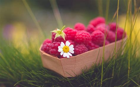 Food Raspberries Berry Daisy Flower Grass Nature wallpaper | 1680x1050 | #23055