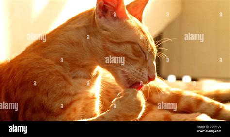 Cat tongue close up grooming hi-res stock photography and images - Alamy