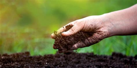 How to Prepare Soil for Planting