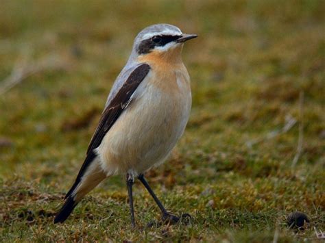 Northern Wheatear - BirdForum Opus | BirdForum