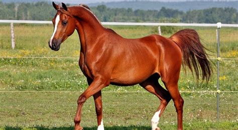 The 5 Most Expensive Horse Breeds in the World - Seriously Equestrian