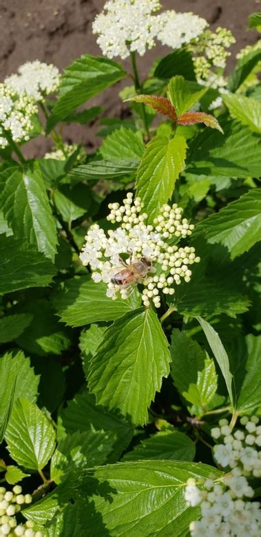 Photo #73912 | Viburnum dentatum | plant lust