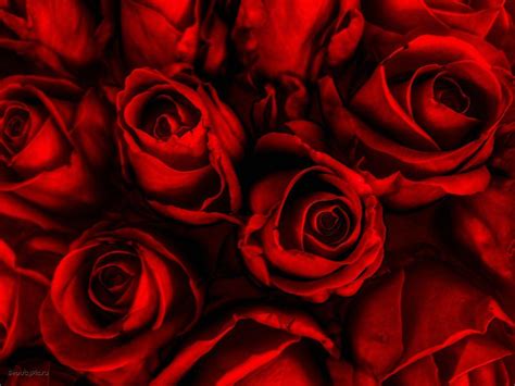 Red Roses Backgrounds - Wallpaper Cave