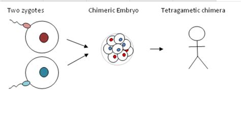 Chimera Genetics Diagram