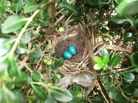 Gray Catbird (Dumetella carolinensis) nest and eggs, secon… | Flickr