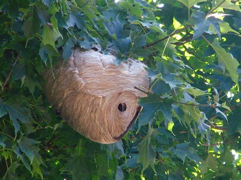 White Faced Hornet's nest | I spotted this way up in the nei… | Flickr