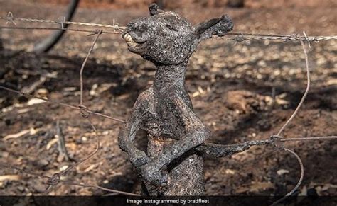 Heartbreaking Pics Capture Devastation Caused By Australia Bushfires