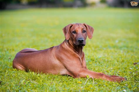 The Genetics Of The Rhodesian Ridgeback Dog’s Ridge | Large dog breeds, Rhodesian ridgeback dog ...