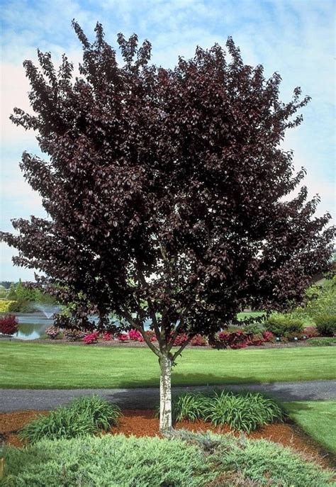 Newport Plum | Ornamental trees, Purple leaf plum tree, Purple plum tree