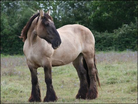 Poitevin | Rare horses, Rare horse breeds, Horses