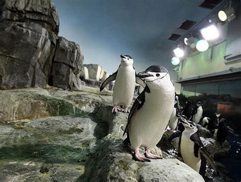 King Penguins at Central Park Zoo | New York Post