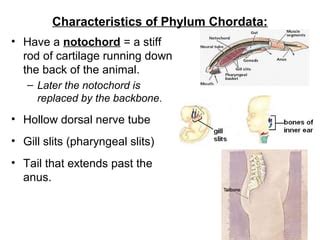 Chordate characteristics 2016 | PPT