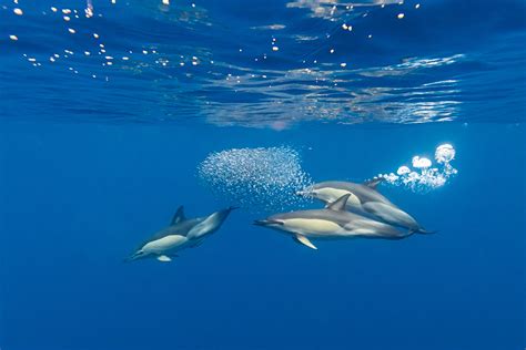 The 18 Most Beautiful Mediterranean Sea Animals