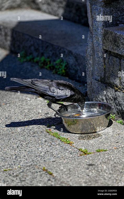 Crow drinking water hi-res stock photography and images - Alamy