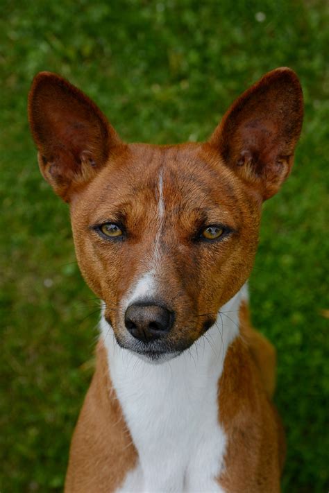 Basenji Breeders in the USA with Puppies for Sale | PuppyHero