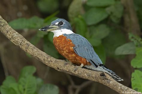 Pantanal birds | Focusing on Wildlife