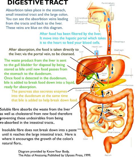 Images Of Digestive System Of Human Body | MedicineBTG.com