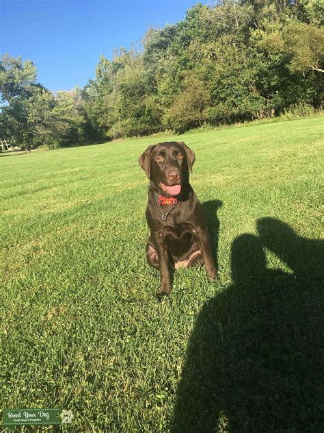 AKC Labrador Retriever - Stud Dog in Aurora , the United States | Breed ...