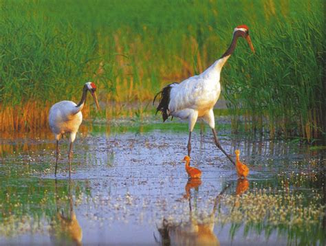 A pair of red-crowned cranes with their young chicks foraging in the... | Download Scientific ...