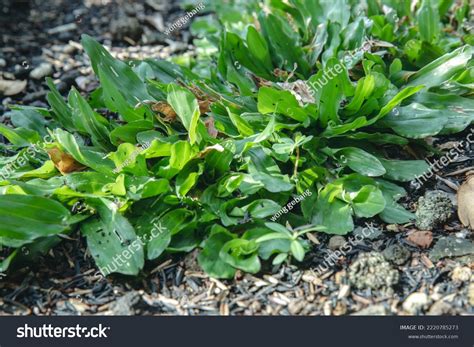 Green Grass Texture Background Green Lawn Stock Photo 2220785273 | Shutterstock