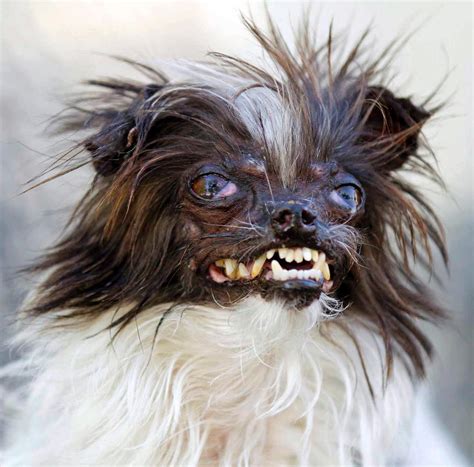 Ugliest dogs in the world! - K9 Research Lab