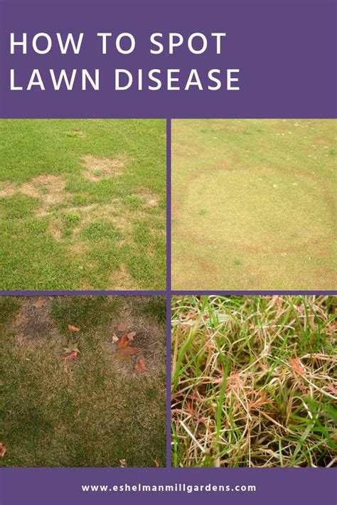 How to Identify Lawn Disease in Lancaster, PA. Figure out what is ...