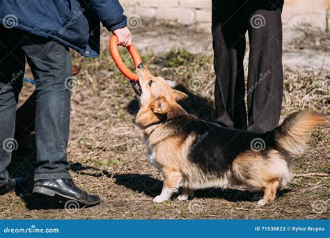 Funny Welsh Corgi Dog Play Outdoor. the Welsh Corgi is a Small T Stock ...