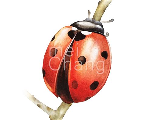 Ladybug Art Print 5X7 Ladybug Watercolor Art Print Ladybug - Etsy