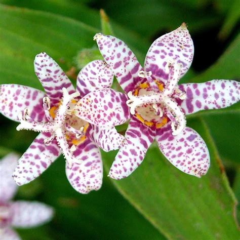 Perennial Seeds 15 TRICYRTIS HIRTA JAPANESE TOAD LILY SHADE LOVING PERENNIAL FLOWER SEEDS ...