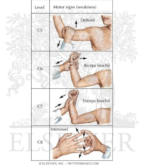 Manual Muscle Testing Upper Extremity