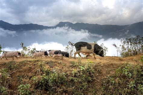 A group of animals that are standing on a hill photo – Free Outdoors ...