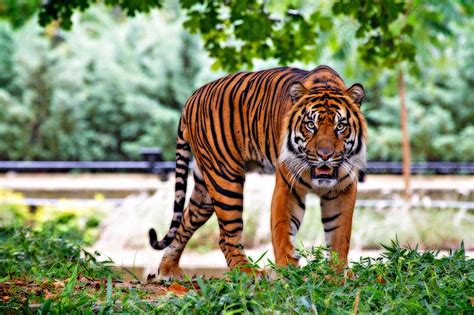 Sumatran Tiger Facts, Range, Habitat, Diet, Lifespan, Images