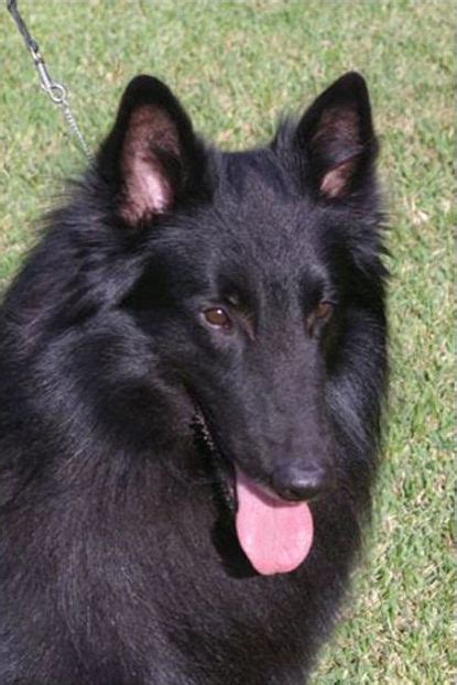 Belgian Sheepdog Breeders | Belgian Sheepdog Club of America