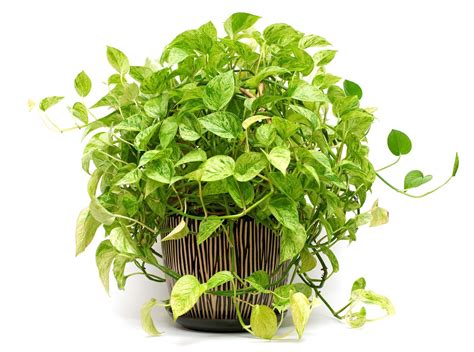 The Easiest Way To Propagate Pothos Plants From Cuttings! 03F