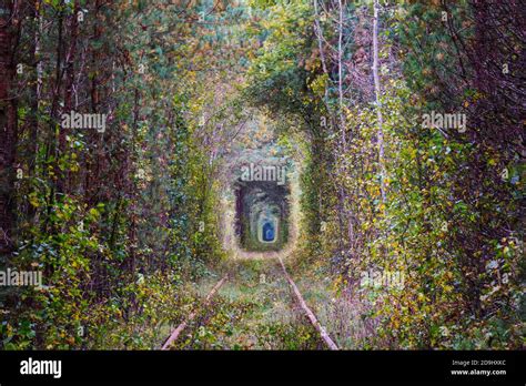 Trees tunnel in early autumn season Stock Photo - Alamy