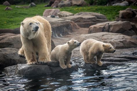 Three polar bear cubs get names [finally] – 614NOW