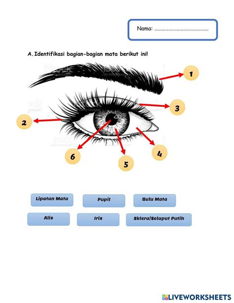 Mata 7132479 | de_arieanda | Live Worksheets