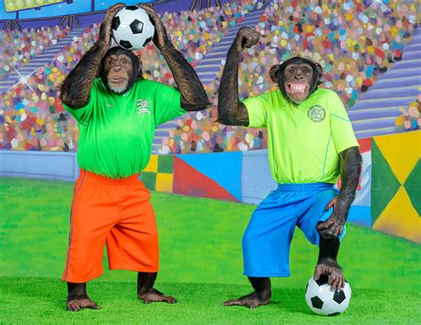 soccer - Animal Stock Photos - Kimballstock