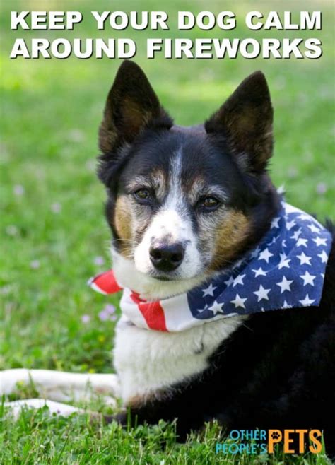 How to Keep a Dog Calm During Fireworks | Other People's Pets