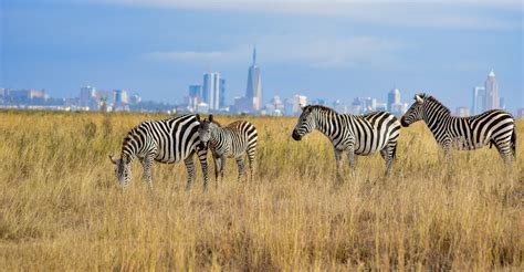 Kenya National Parks - Gorilla Trekking Uganda