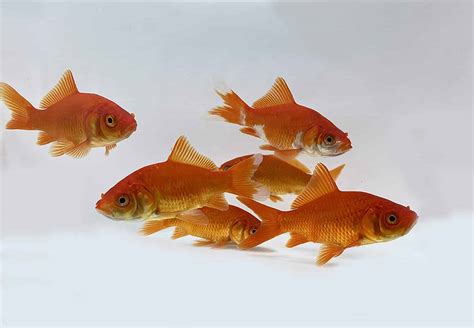 32 Popular Types Of Goldfish - Varieties You Can Have At Home