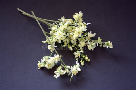 Moringa Tea in Cup with Moringa Flower , Seeds and Leaves Stock Image ...