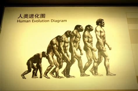 Human Evolution Free Stock Photo - Public Domain Pictures